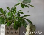spl_271